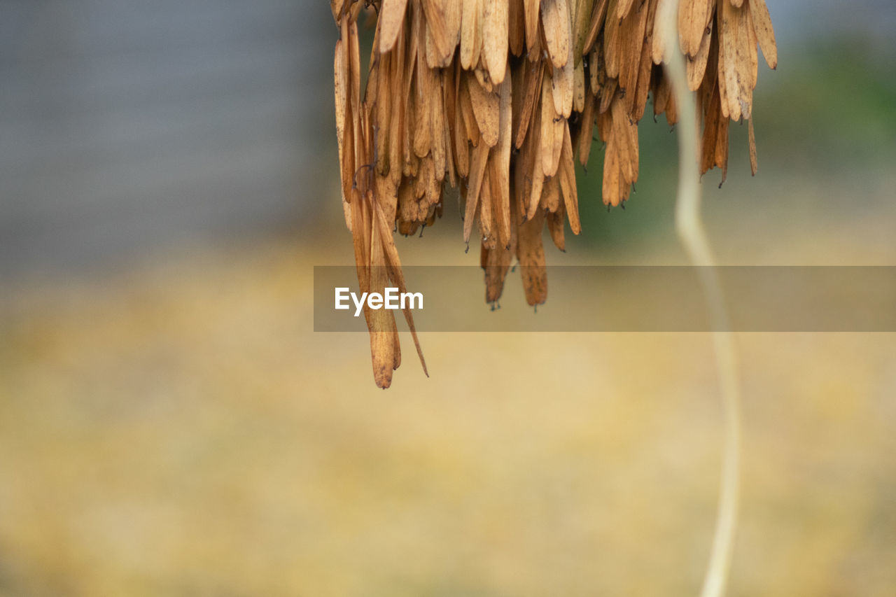 close-up, leaf, nature, focus on foreground, macro photography, no people, branch, autumn, hanging, tree, dry, plant, day, flower, brown, outdoors, sunlight, wood