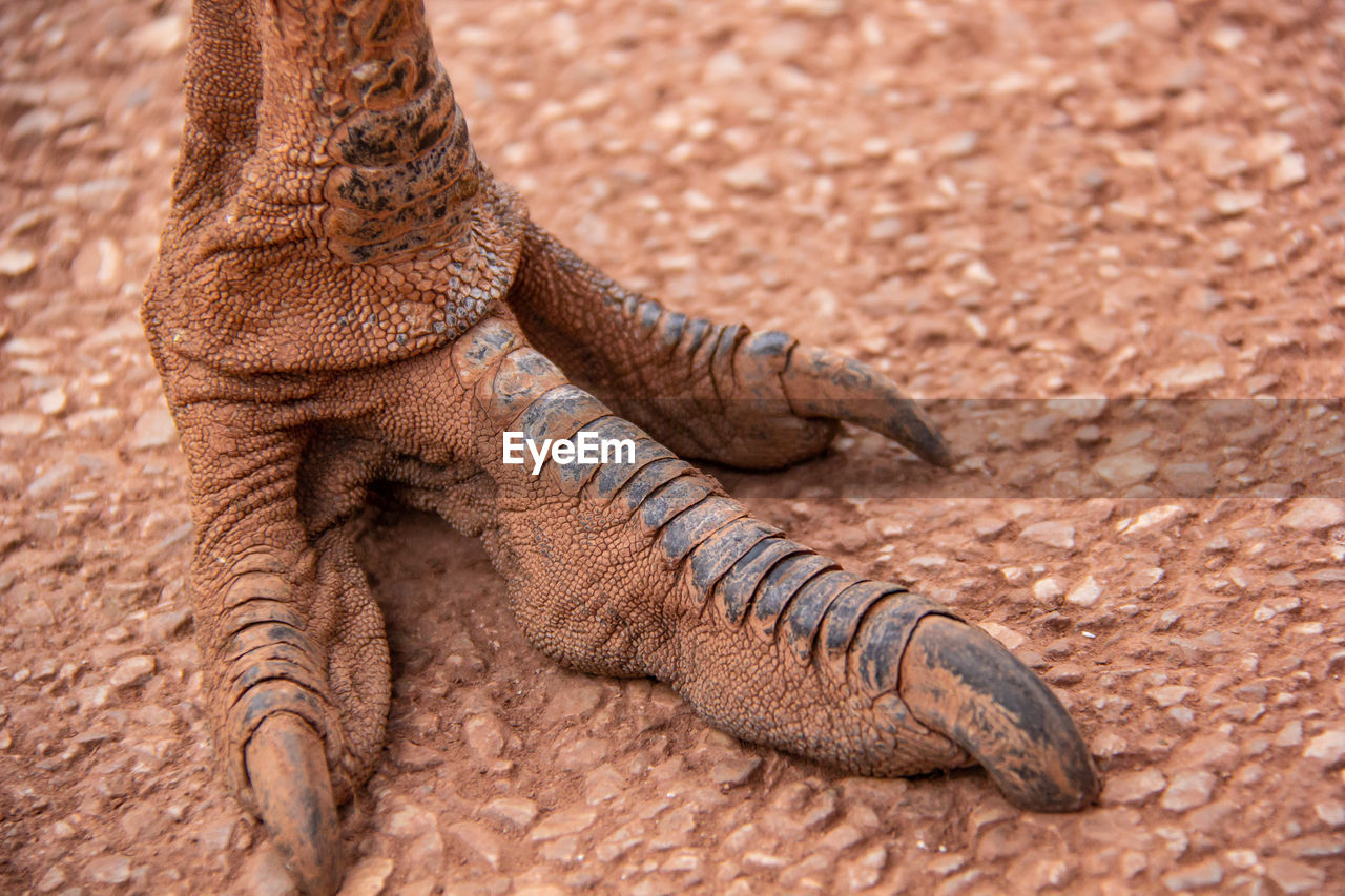 CLOSE-UP OF IGUANA ON LAND