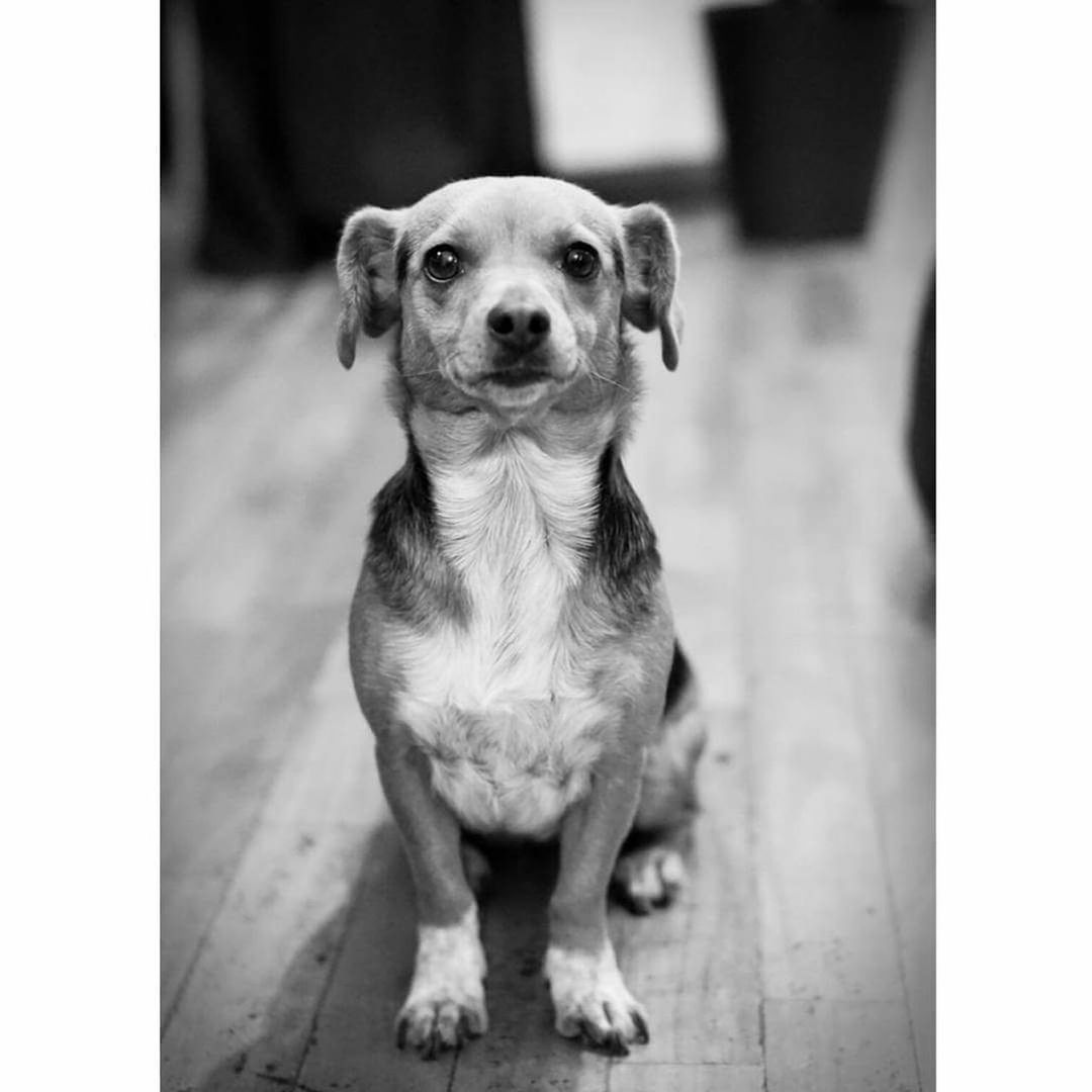Portrait of dog on floor