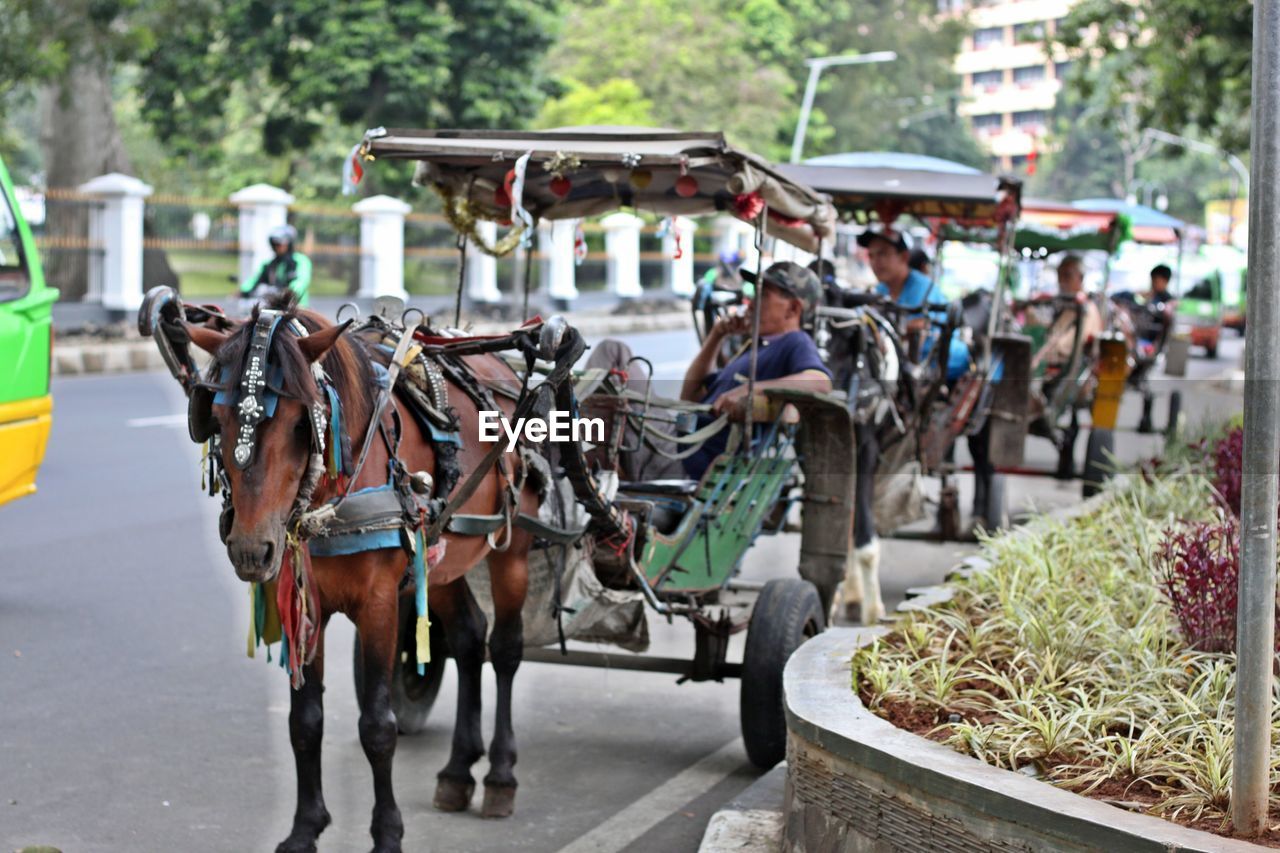 HORSES ON STREET