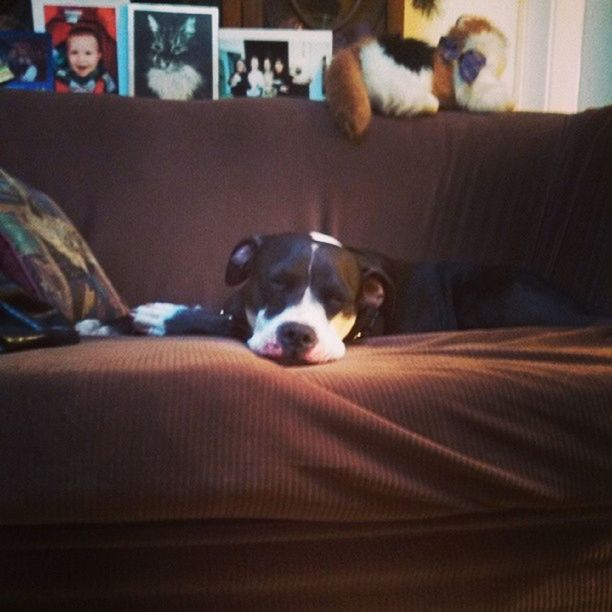 PORTRAIT OF DOG LYING ON SOFA