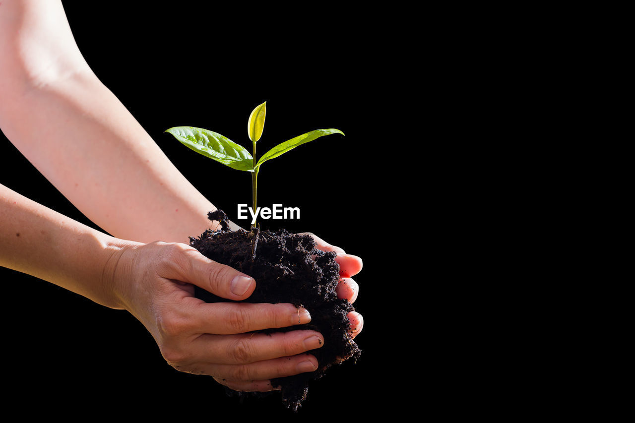 Close-up of hand holding plant against white background