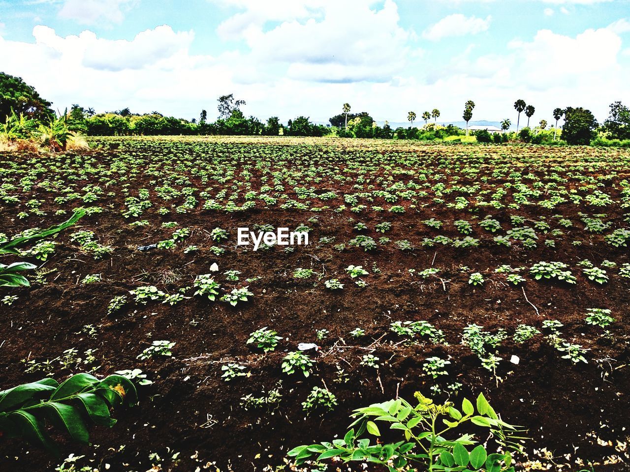 PLANTS GROWING ON FIELD