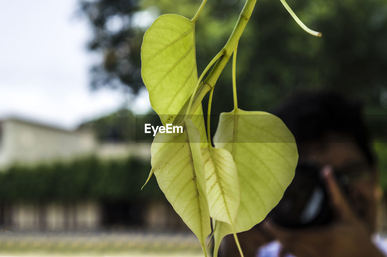 CLOSE-UP OF YELLOW LEAF
