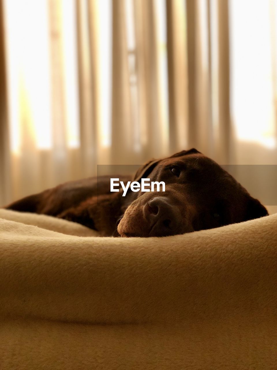 Close-up of dog resting at home, labrador, chocolate labrador, chocolate labrador retriever