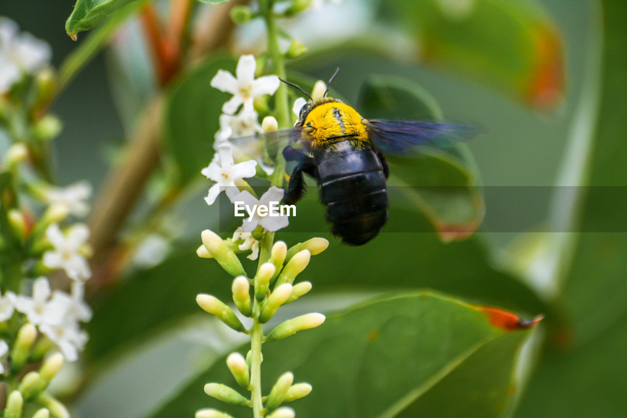 CLOSE-UP OF BEE ON YELLOW FLOWERS