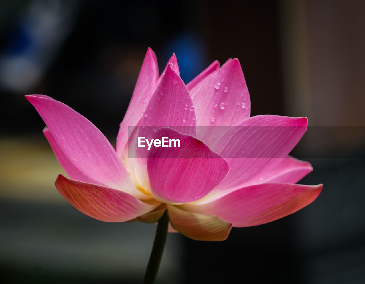 CLOSE-UP OF LOTUS WATER LILY