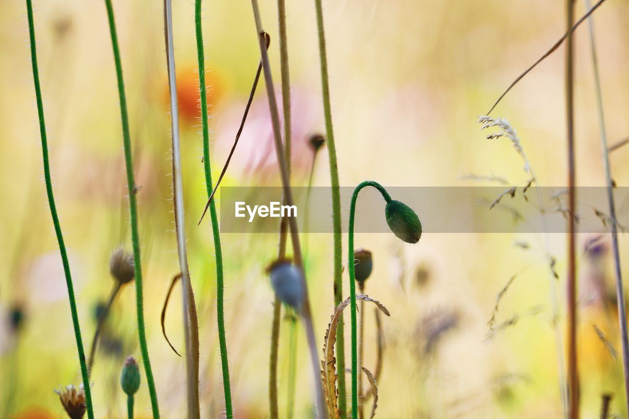 Close-up of flowering plants on field