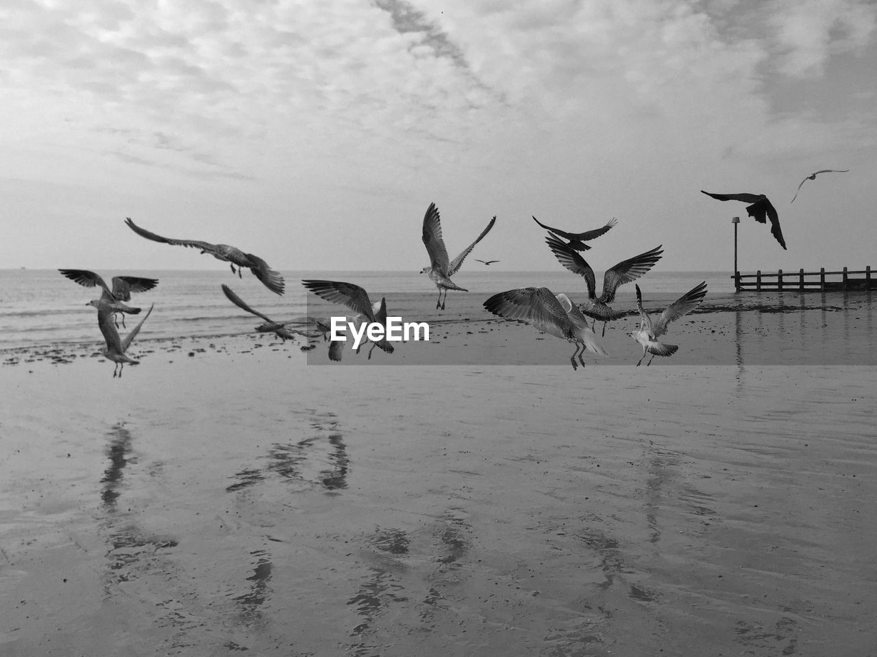 Birds flying over beach against sky