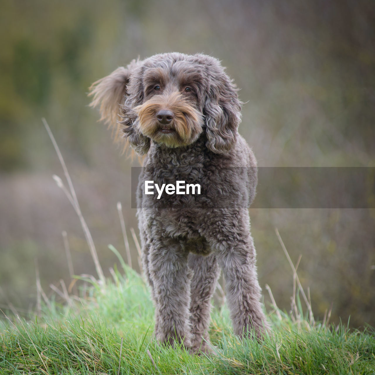 Portrait of dog on field