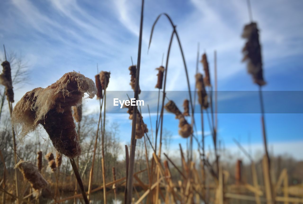 Close-up of wilted plants on field against sky