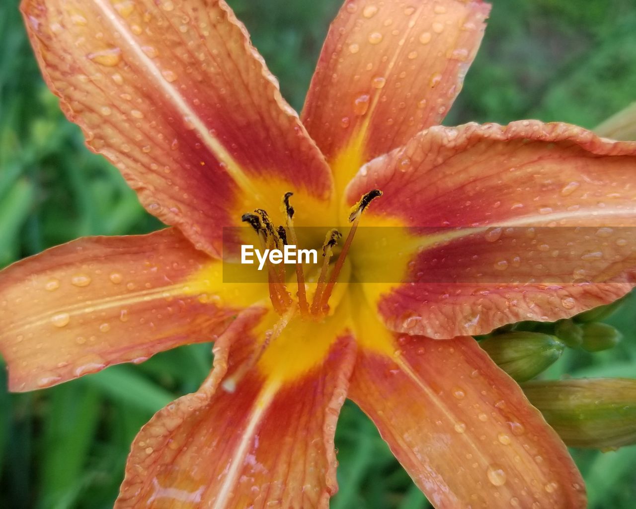 CLOSE-UP OF WATER DROPS ON ORANGE LILY