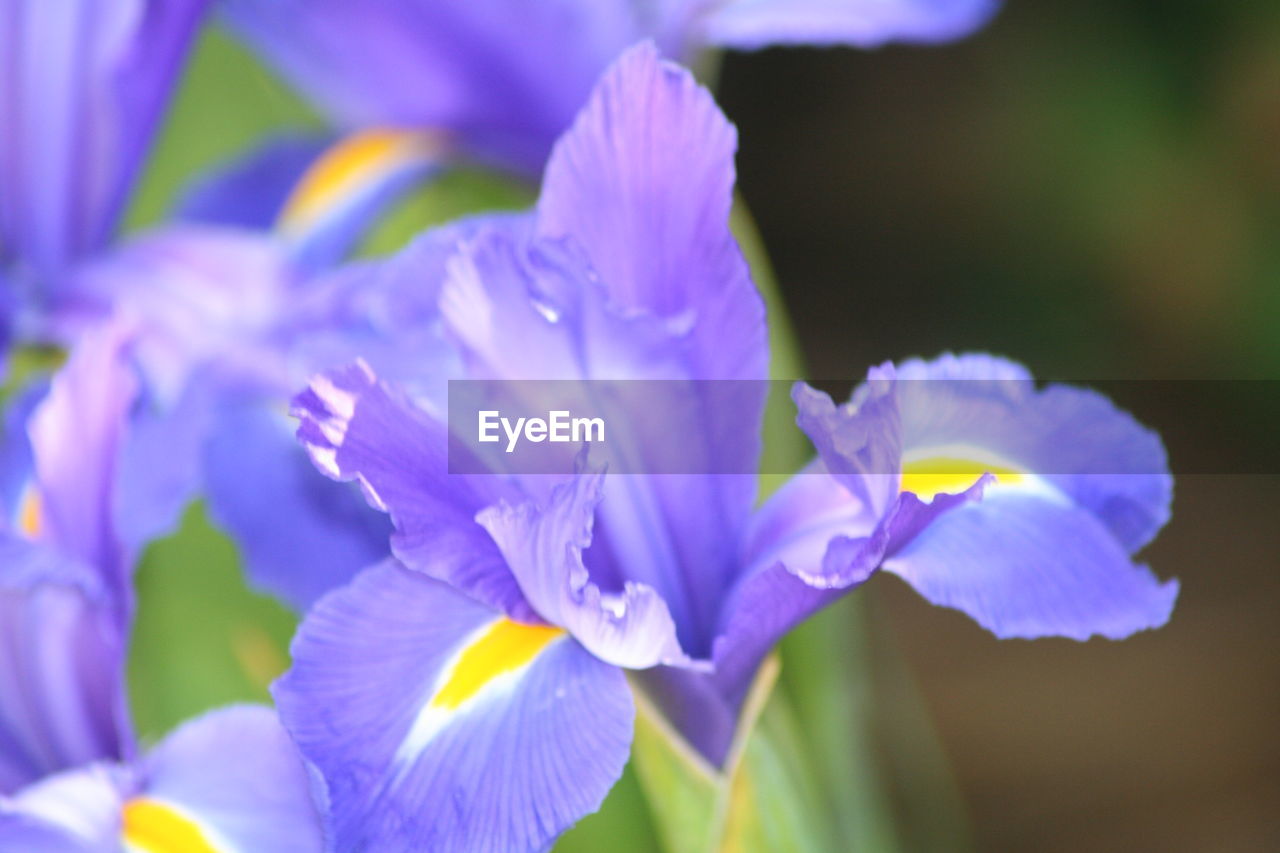 CLOSE-UP OF PURPLE FLOWERS