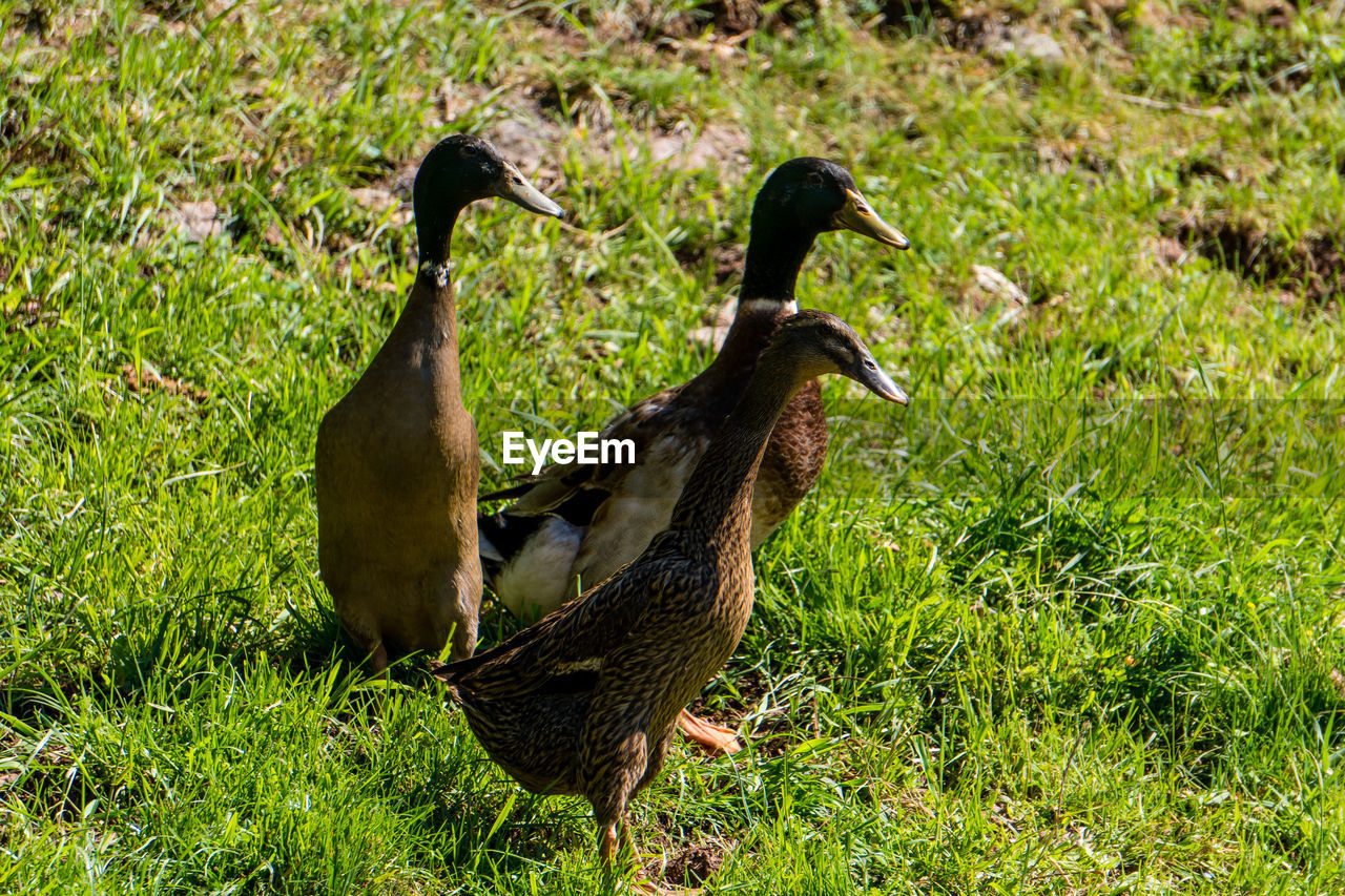 DUCKS ON A FIELD