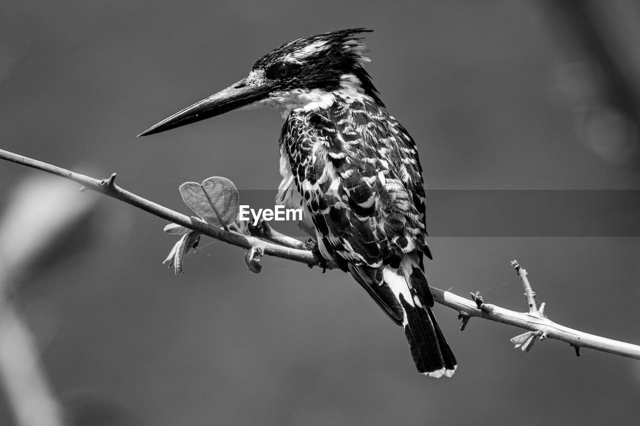 Close-up of bird perching on branch