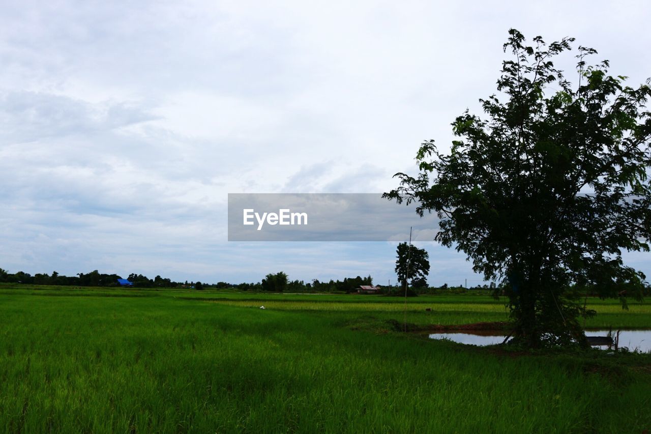 TREES ON FIELD AGAINST SKY