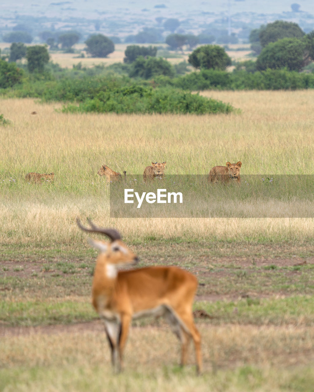 Panoramic landscape of queen elizabeth national park with pride of lions, uganda
