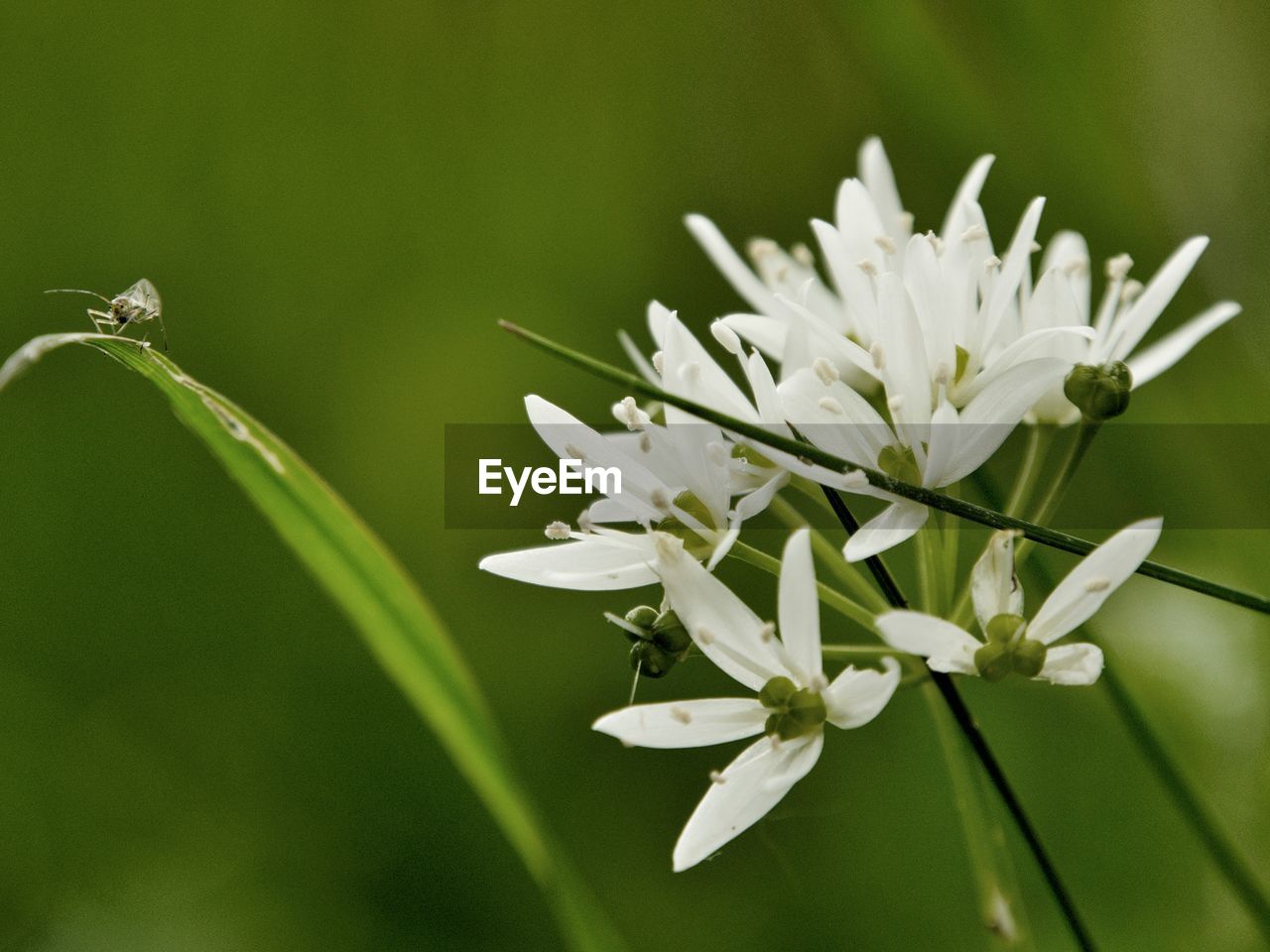 Close-up of white flowering wild garlic plant. tiny fly on leaf looking at camera.