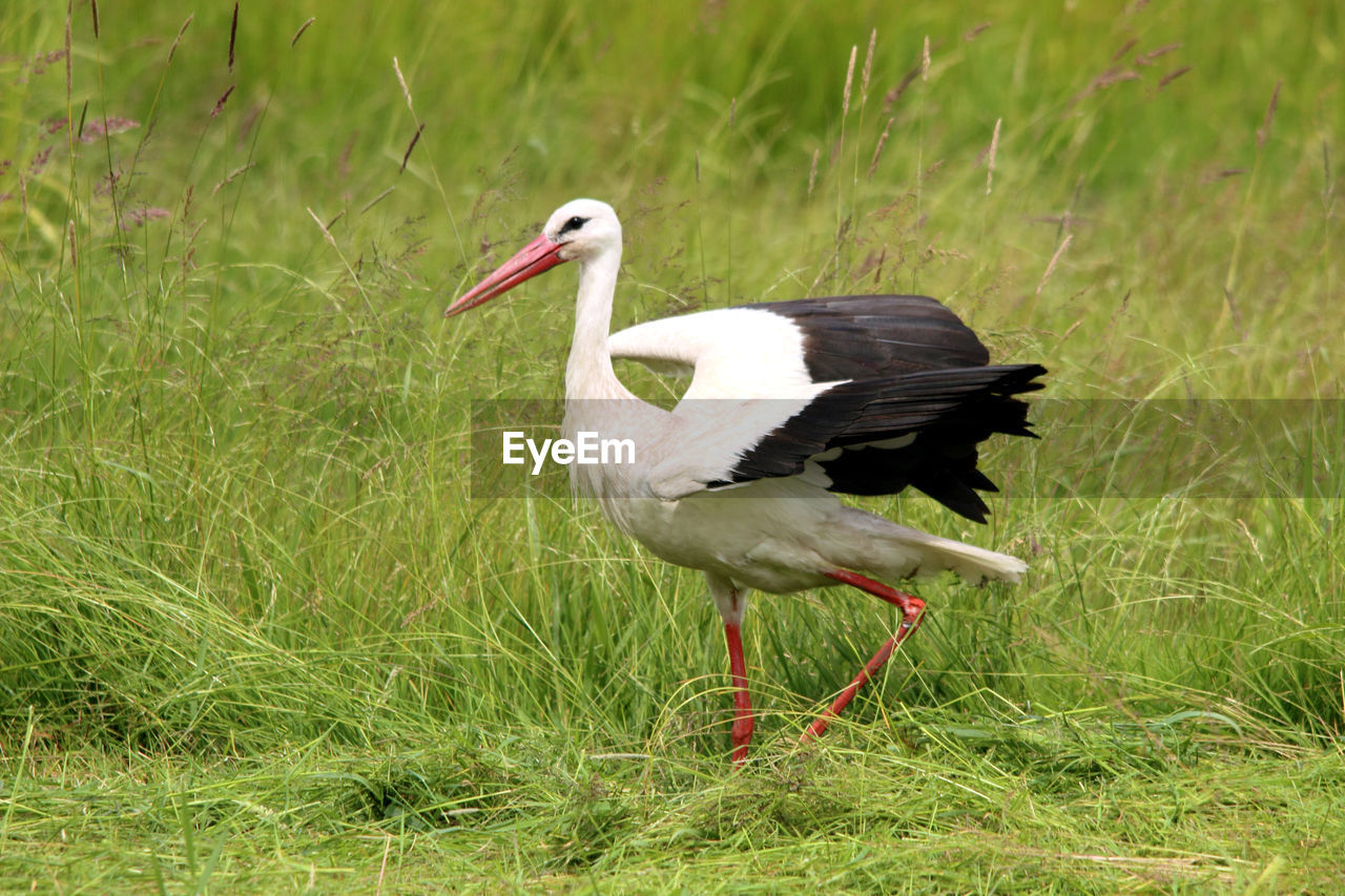 Side view of stork perching on grass