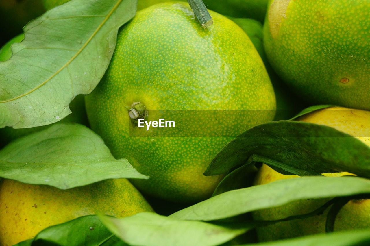 FULL FRAME SHOT OF GREEN FRUIT