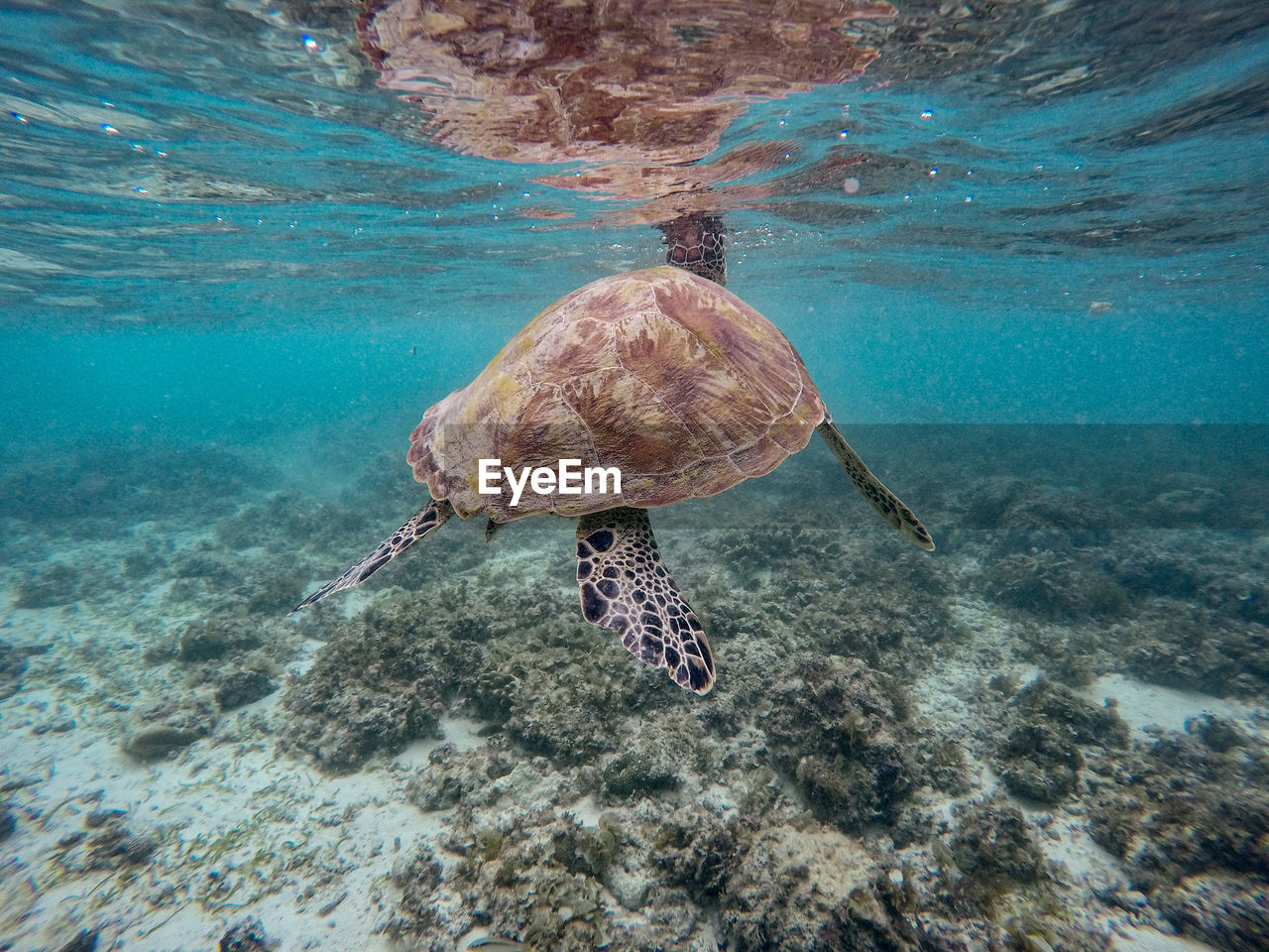 View of turtle swimming in sea