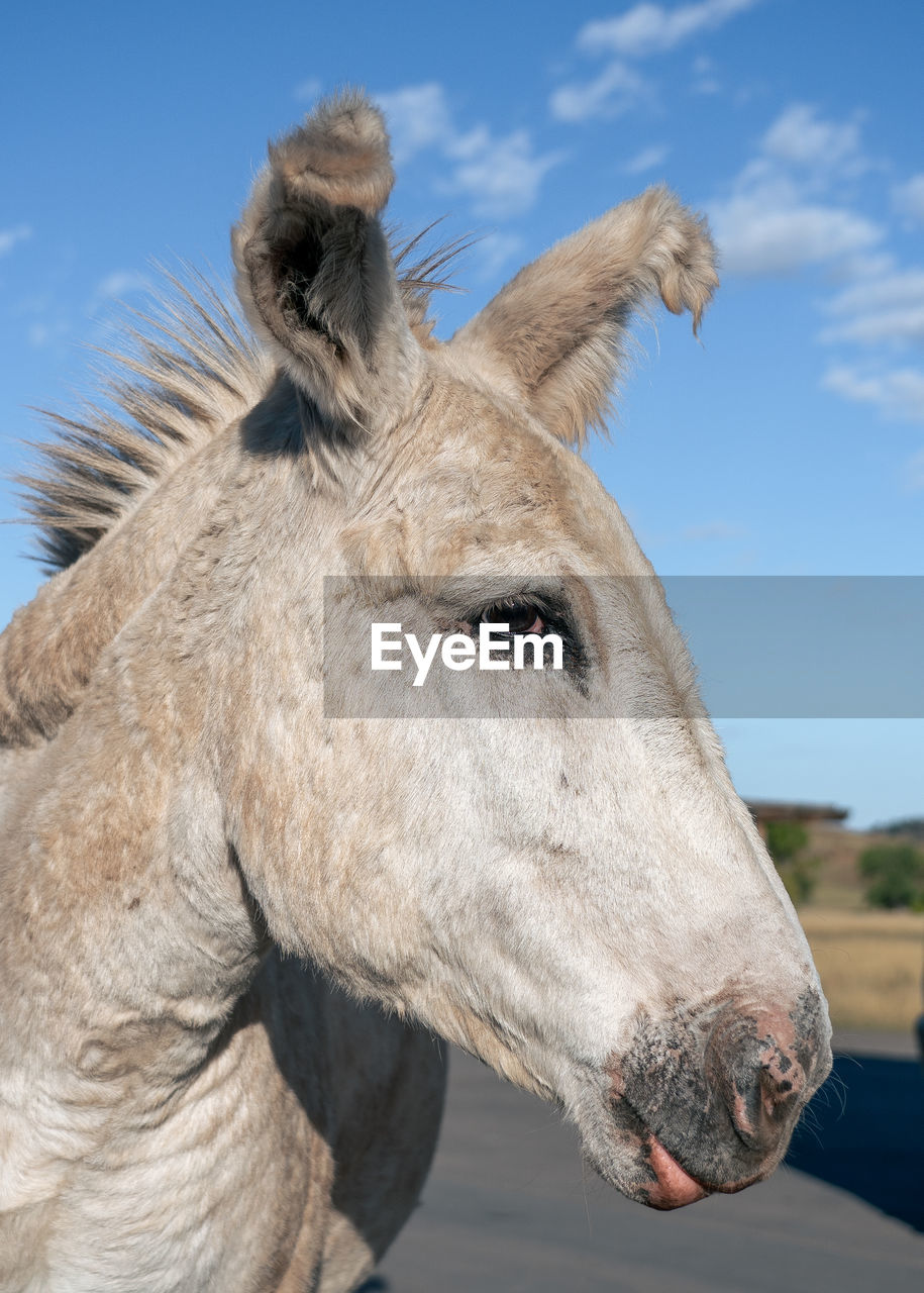 animal, animal themes, mammal, horse, one animal, animal wildlife, animal body part, mane, animal head, domestic animals, sky, livestock, working animal, portrait, nature, close-up, human head, day, pet, donkey, outdoors, cloud, mustang horse, stallion, mare, halter, pack animal