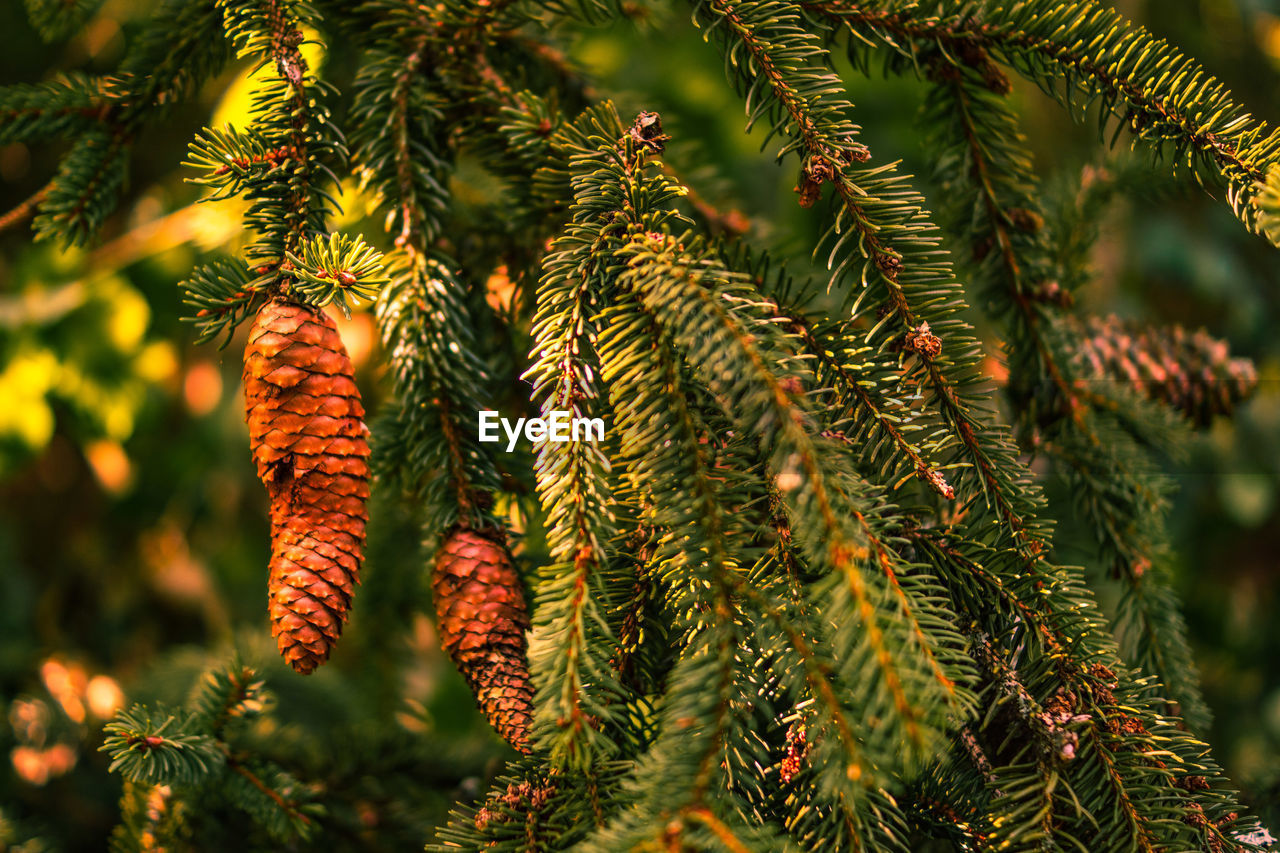 CLOSE-UP OF PINE CONE ON BRANCH