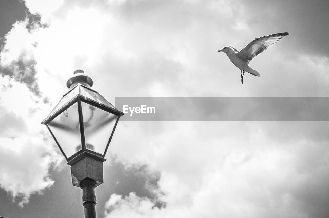 Low angle view of seagull flying by street light against cloudy sky