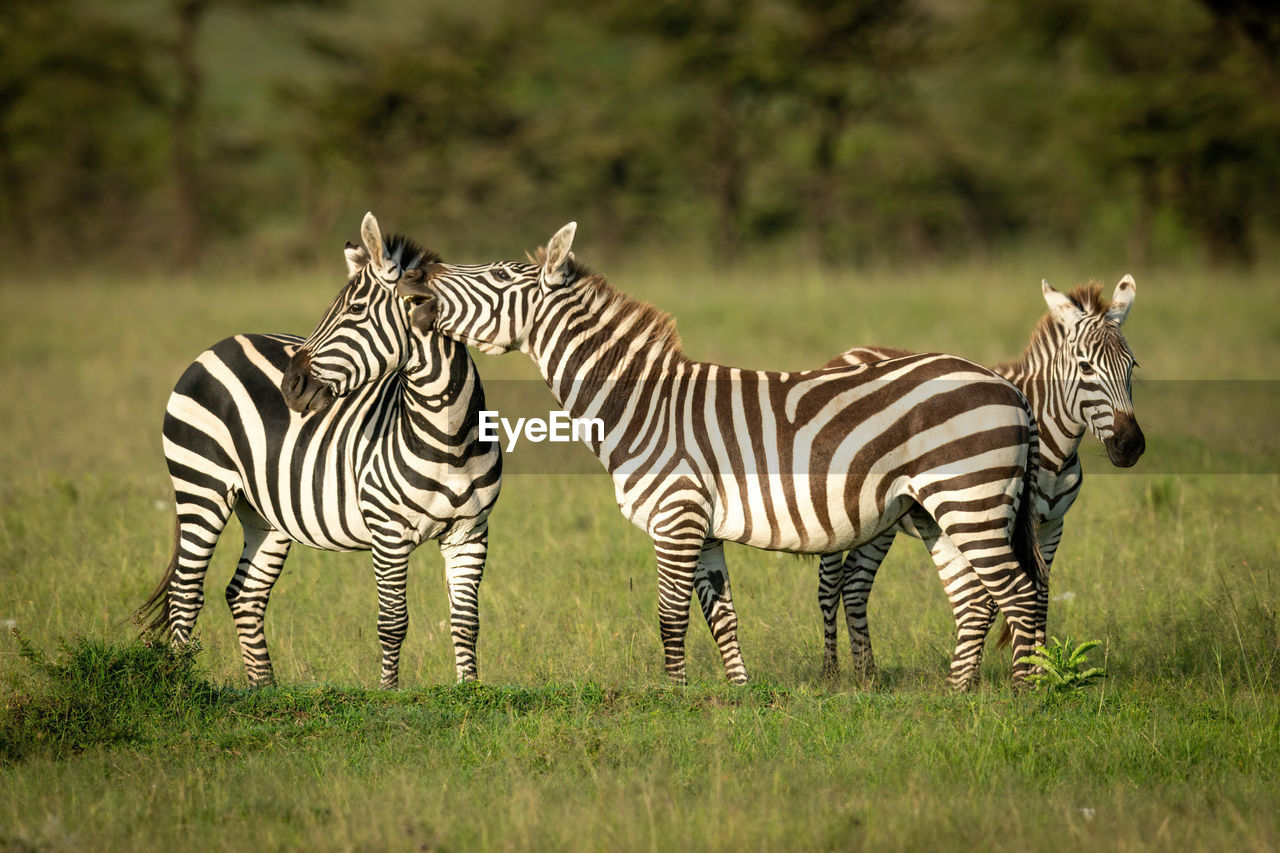 Plains zebra stands biting another by foal