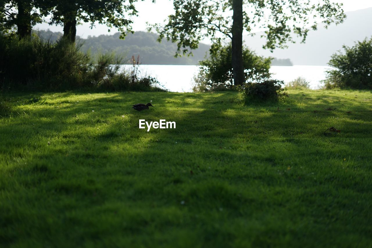 SCENIC VIEW OF FIELD