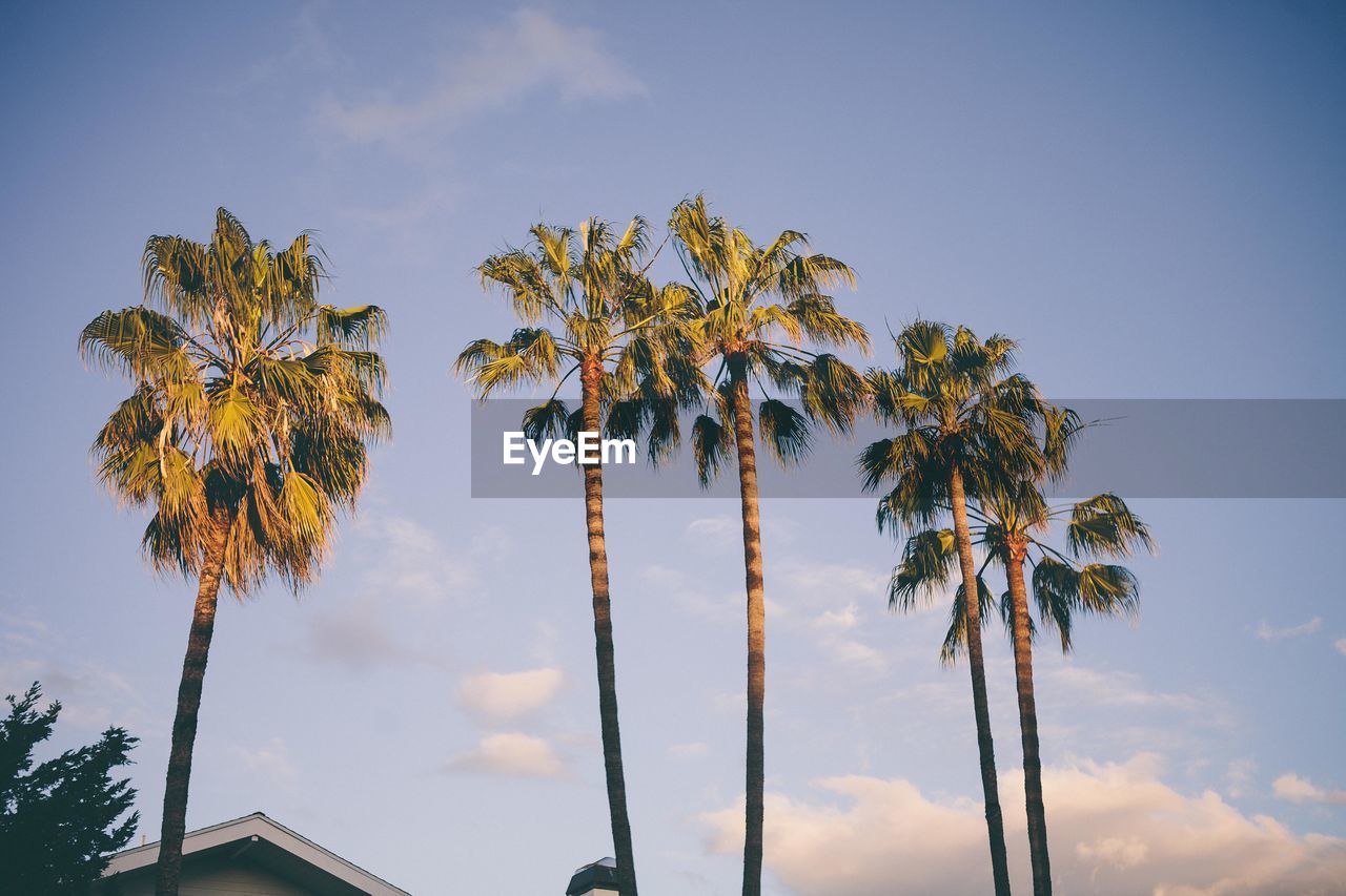 Low angle view of palm trees against sky