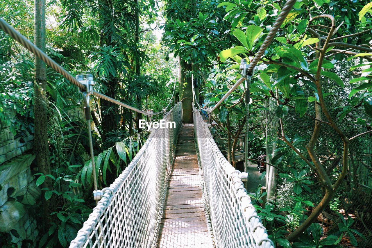 FOOTBRIDGE IN FOREST