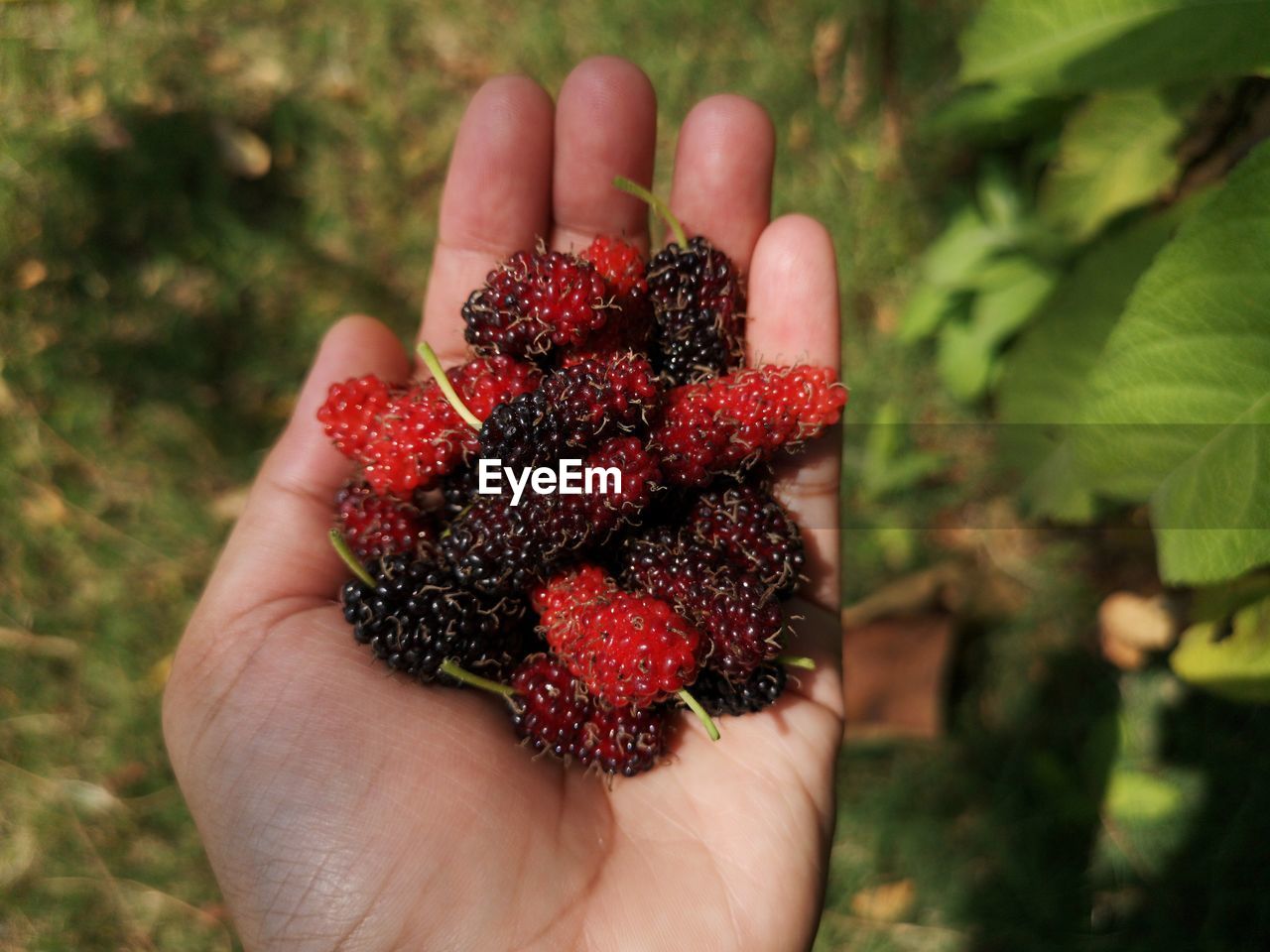 Human's hand holding fresh mulberries at garden