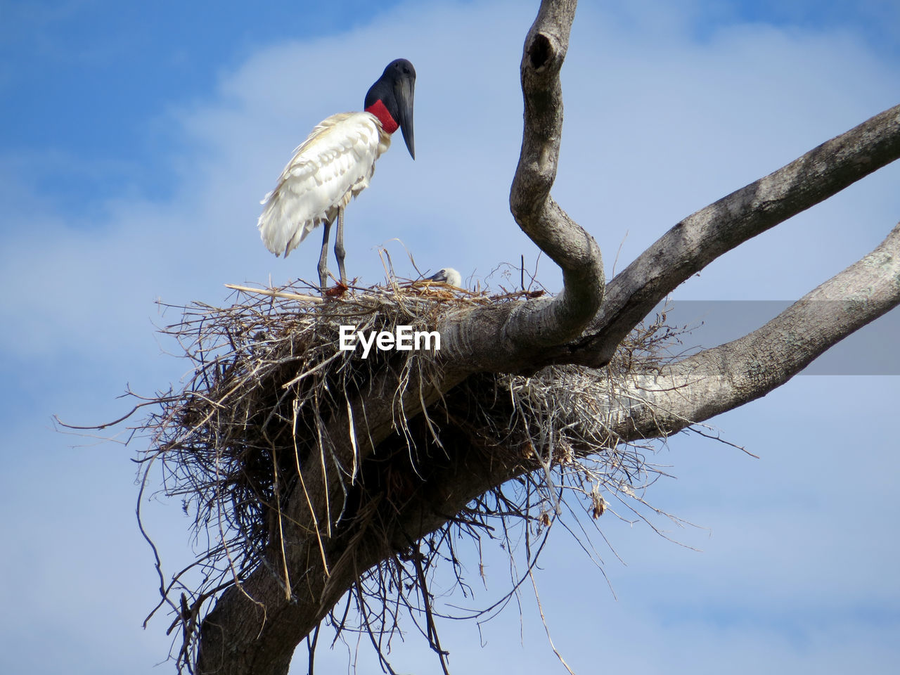 Low angle view of bird on nest against sky