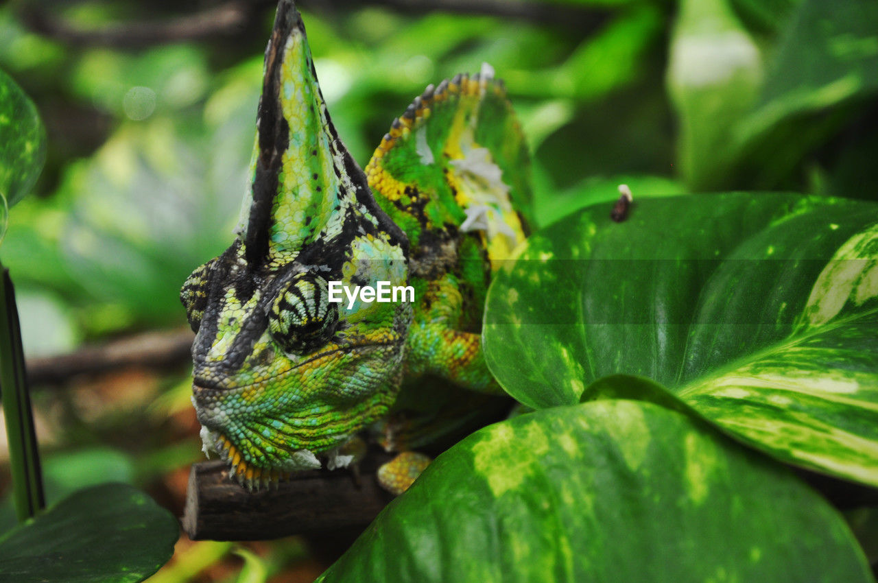 green, animal themes, animal, animal wildlife, one animal, wildlife, jungle, leaf, plant part, reptile, nature, chameleon, tropics, plant, lizard, no people, macro photography, close-up, iguana, iguania, rainforest, tree, environment, animal body part, outdoors, tropical climate, forest, day, beauty in nature, camouflage, insect, travel destinations