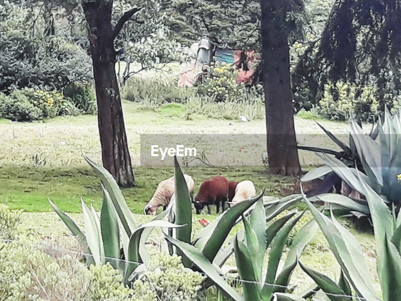 VIEW OF BIRDS ON GRASS