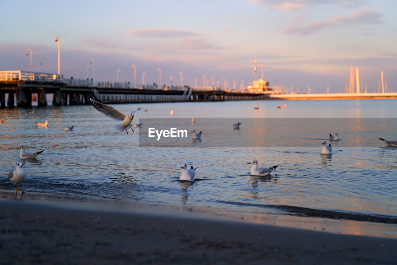 SEAGULLS FLYING OVER SEA DURING SUNSET