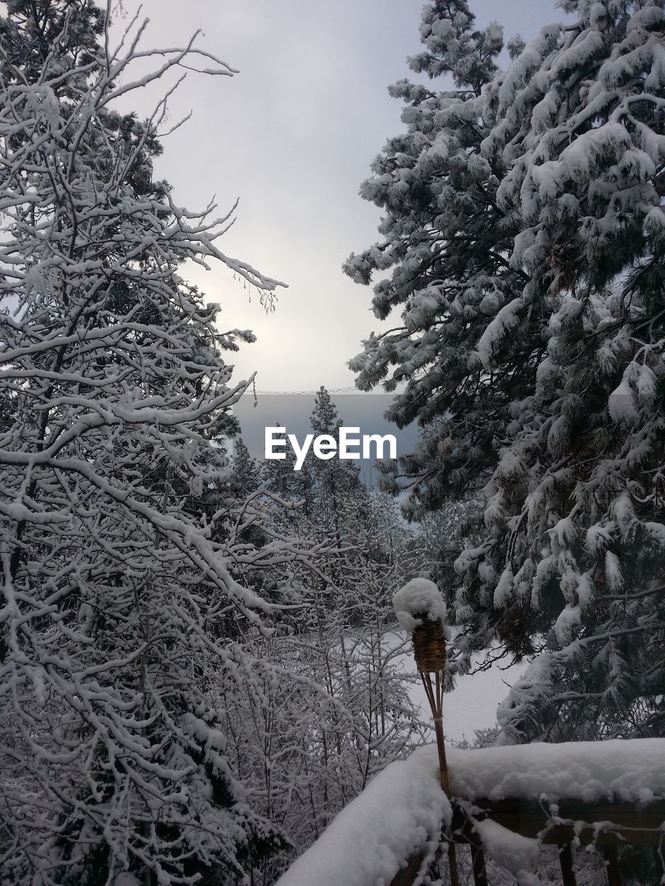 SNOW COVERED TREES ON LANDSCAPE