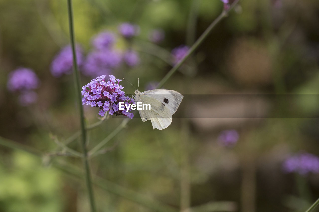 CLOSE-UP OF BUTTERFLY ON FLOWER