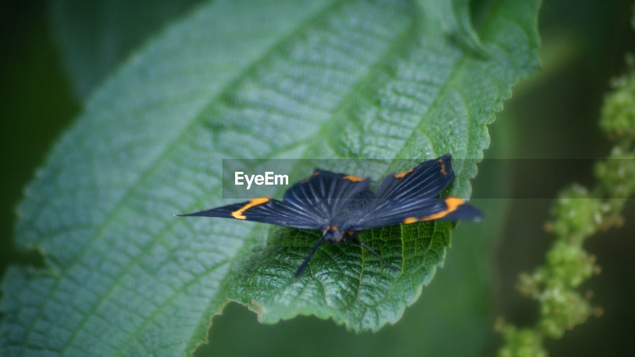 CLOSE-UP OF BUTTERFLY ON LEAF