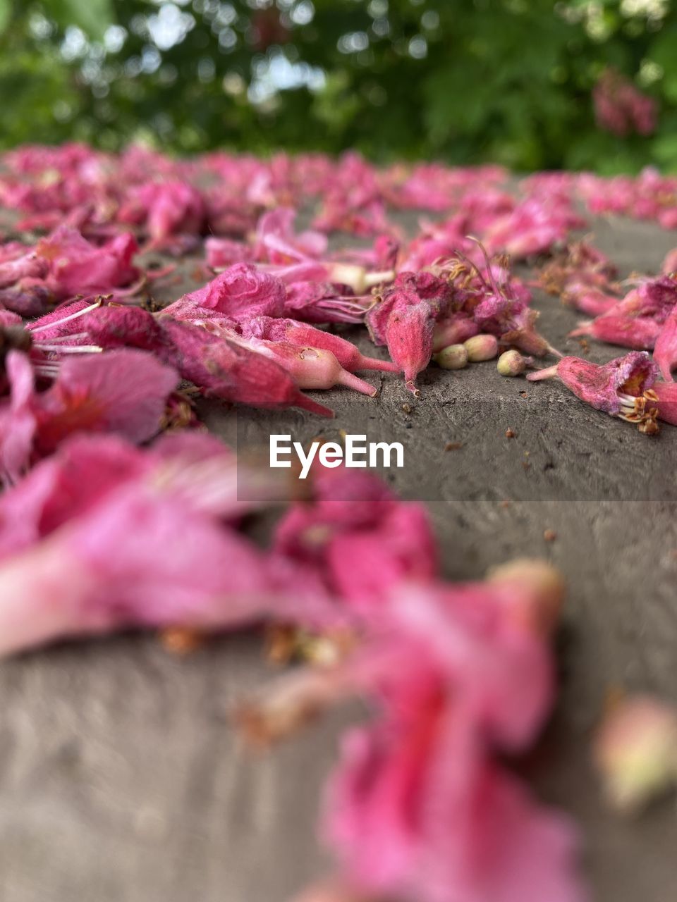 flower, pink, plant, selective focus, nature, spring, close-up, growth, leaf, day, freshness, flowering plant, blossom, outdoors, beauty in nature, plant part, tree, food and drink, food, no people, agriculture