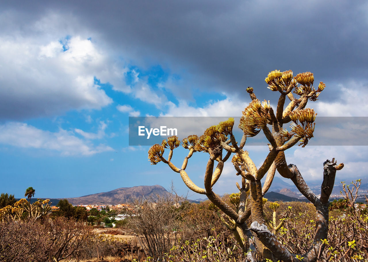 Plants growing on land against sky