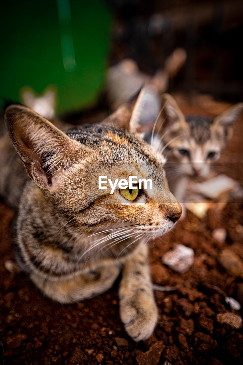 Extreme closeup of a mother cat looking sideways, attentively protecting her kitten