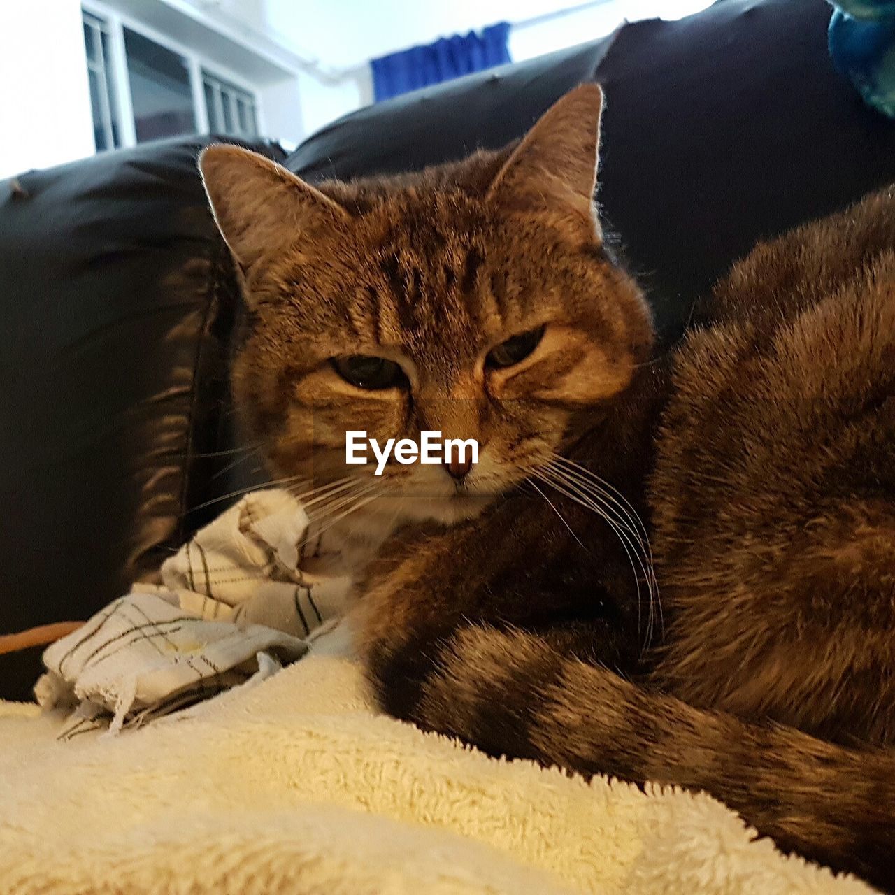 PORTRAIT OF CAT RELAXING ON BED