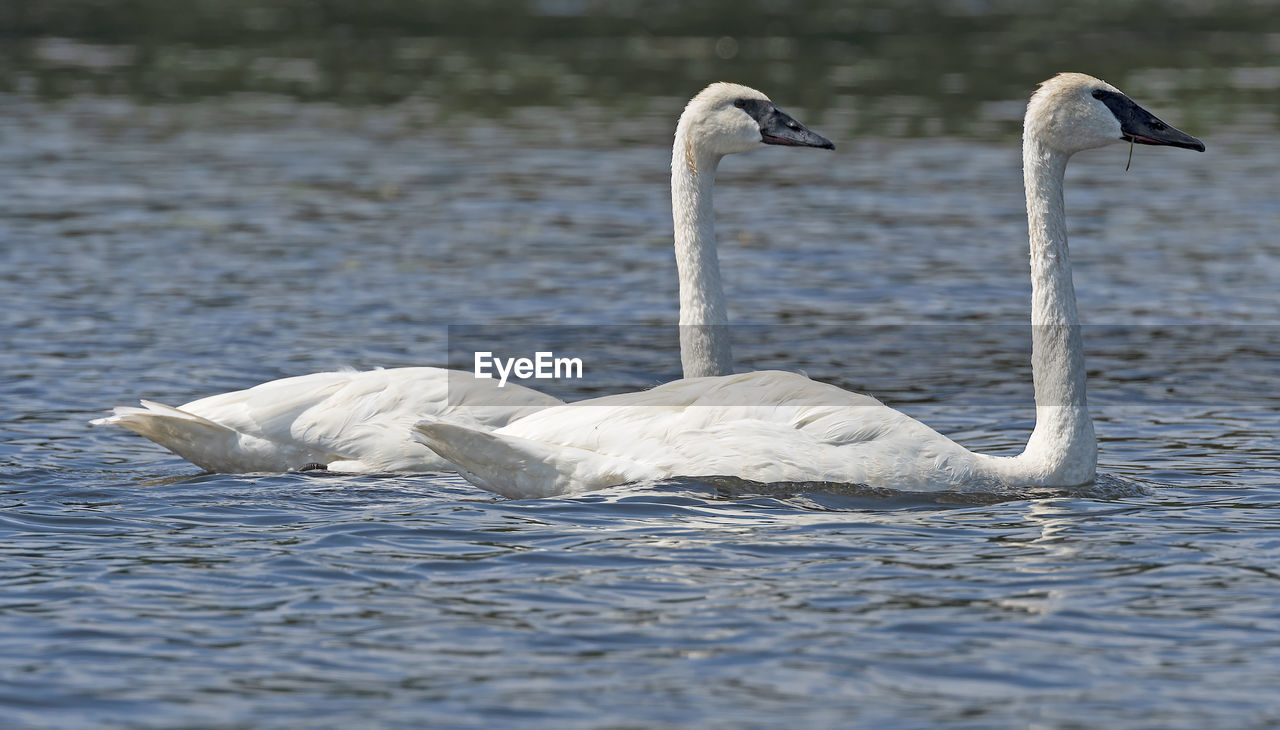 WHITE SWAN SWIMMING IN LAKE