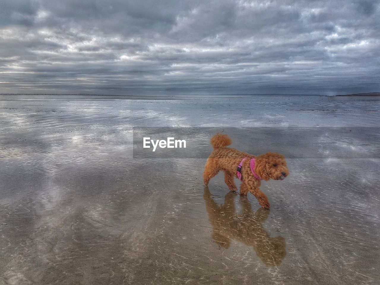 DOG AT BEACH AGAINST SKY