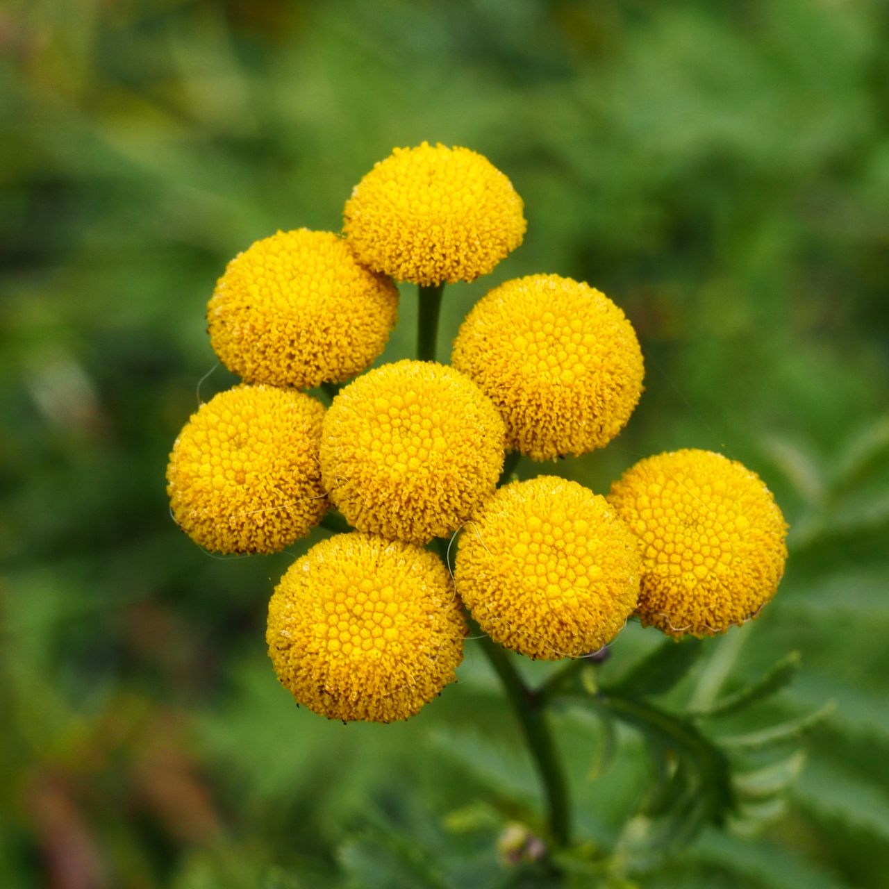 Close-up of yellow flowering plant