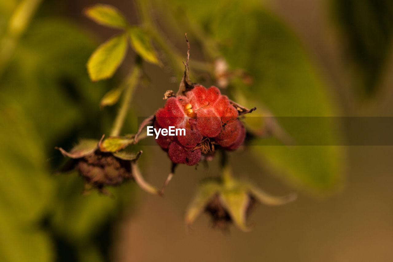 CLOSE-UP OF WILTED PLANT