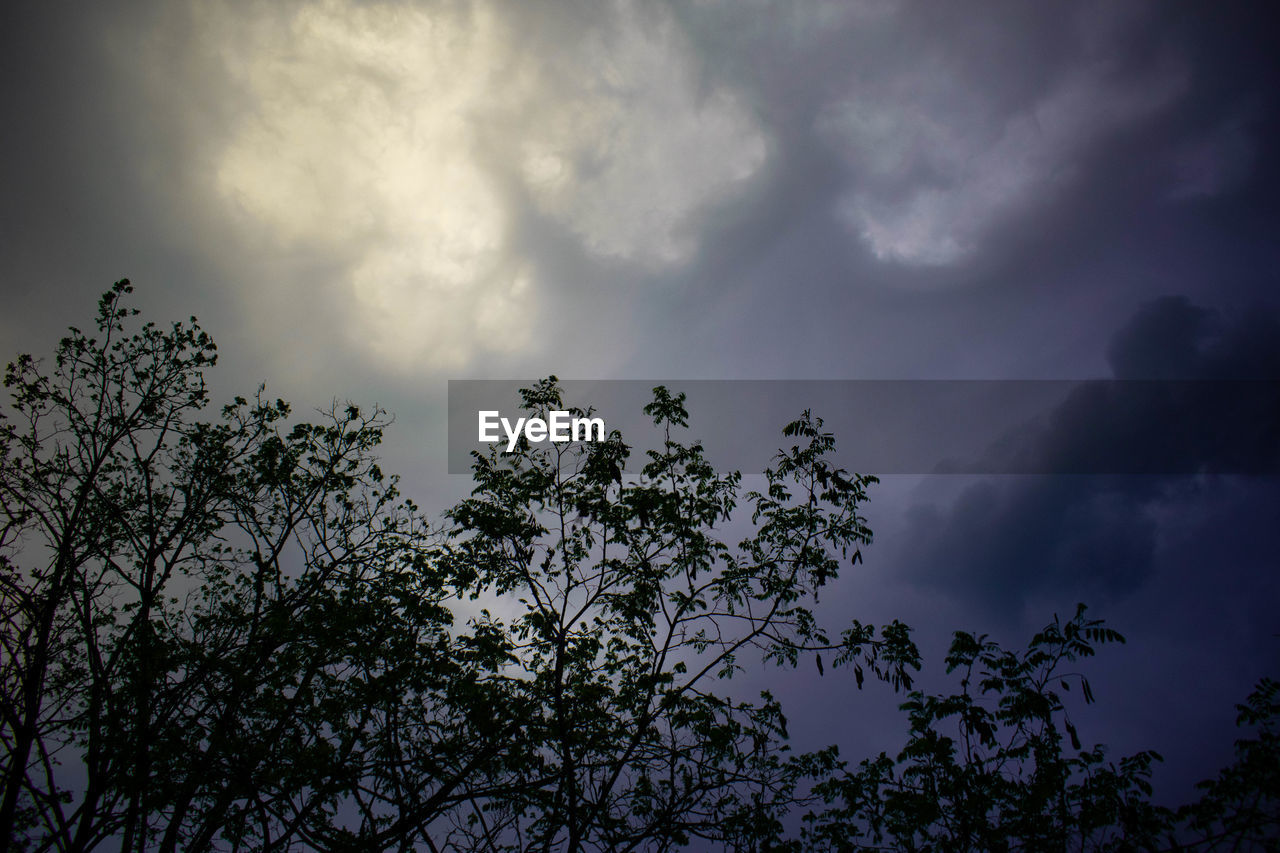 LOW ANGLE VIEW OF TREE AGAINST STORM CLOUDS