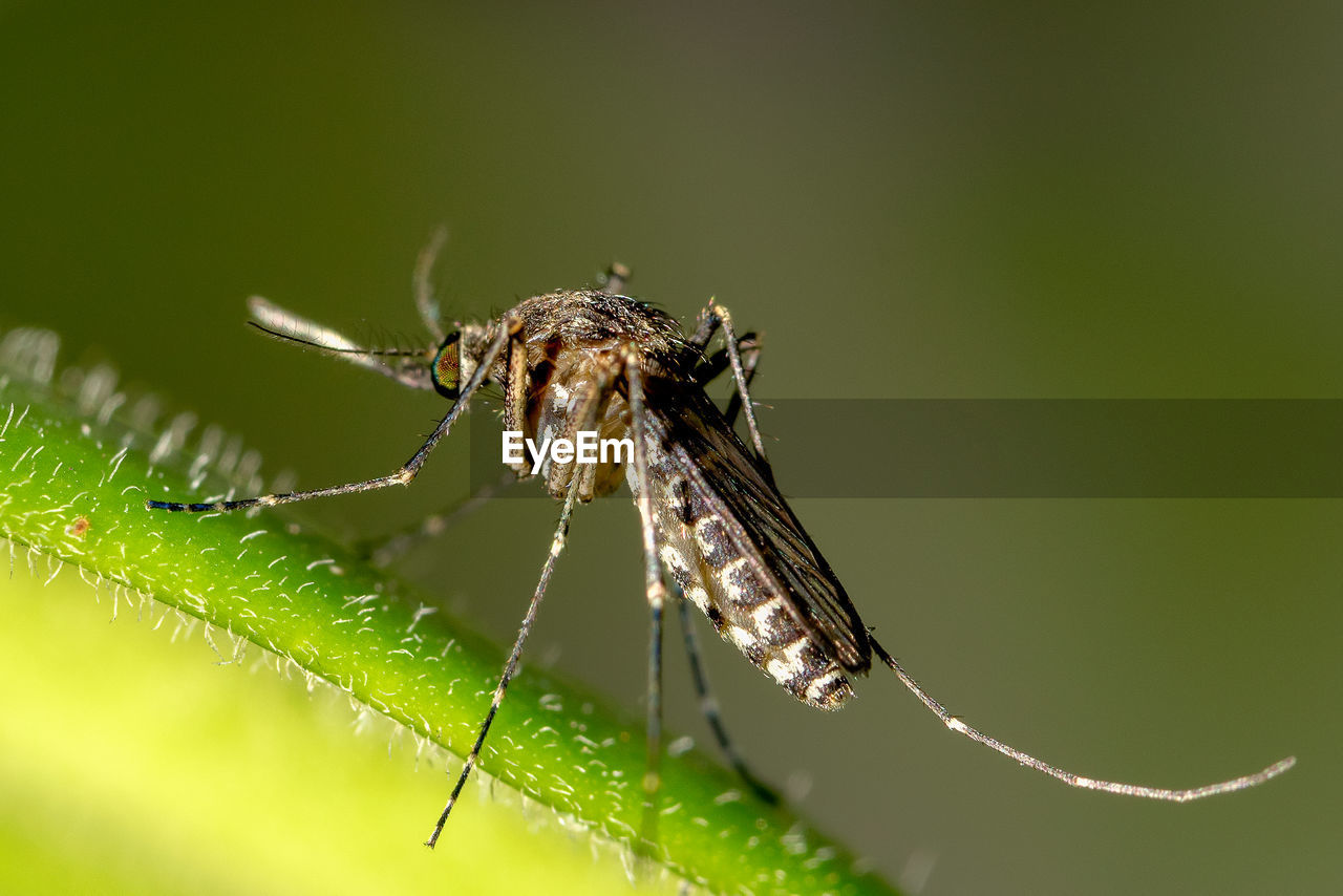 Extreme close-up of mosquito on plant